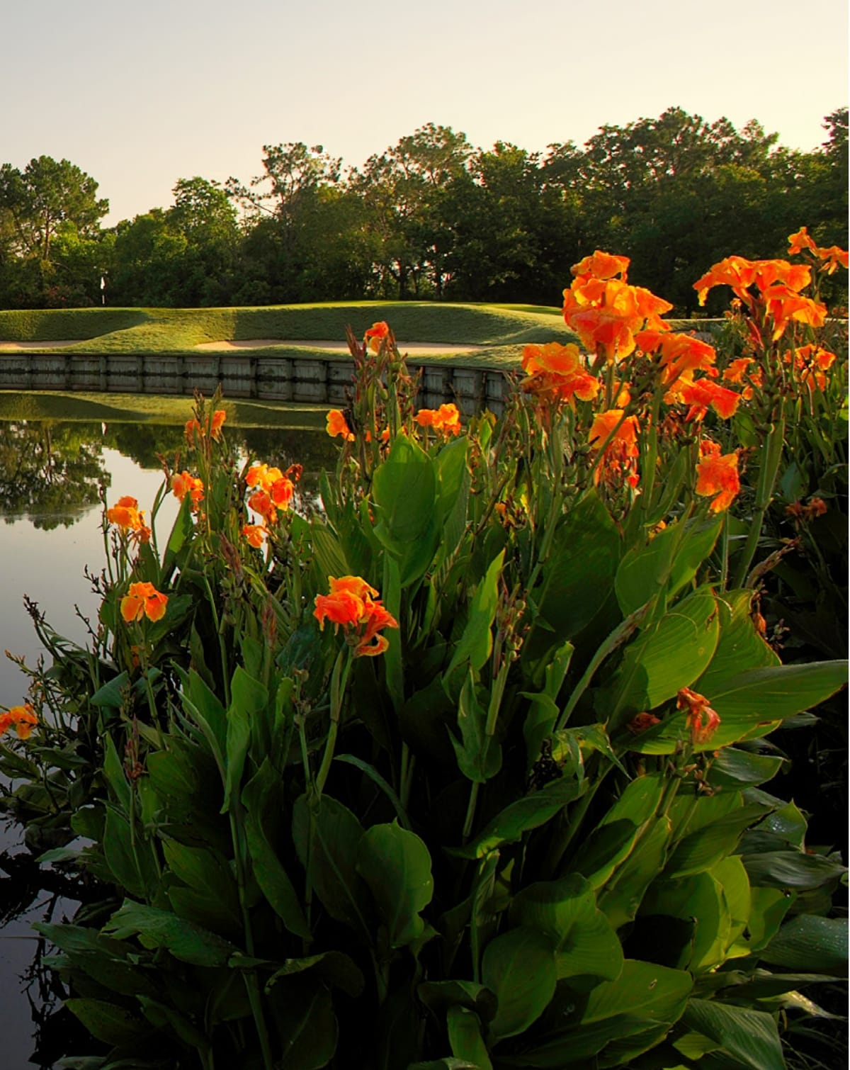 Beautiful morning photo of the famous lillies of Interlachen Country Club